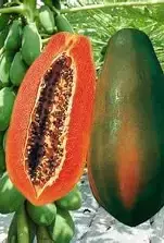 Devender Farm Taiwan Red Lady 786 F1 Hybrid Papaya Seeds Pack of 200 | High Yield, Early Fruiting, Sweet & Juicy Variety for Home and Commercial Farming, Papaya Seeds for Planting