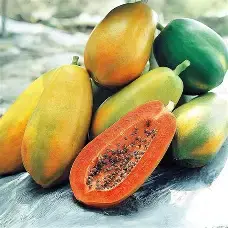 Devender Farm Taiwan Red Lady 786 F1 Hybrid Papaya Seeds Pack of 200 | High Yield, Early Fruiting, Sweet & Juicy Variety for Home and Commercial Farming, Papaya Seeds for Planting