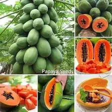 Hybrid Papaya Seeds Pack of 200 | High Yield, Early Fruiting, Sweet & Juicy Variety for Home