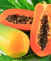 Hybrid Papaya Seeds Pack of 200 | High Yield, Early Fruiting, Sweet & Juicy Variety for Home