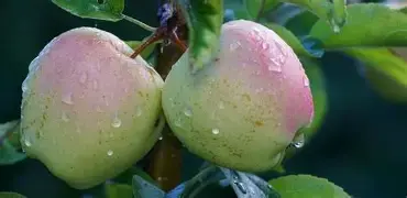 Green Apple Fruit Plant – Fresh & Healthy | Ideal for Home Garden & Orchard | Easy to Grow | My Dream Nursery